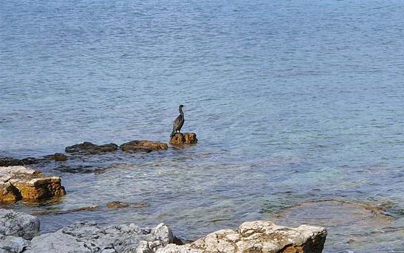 Ein Reiher (?) am Strand