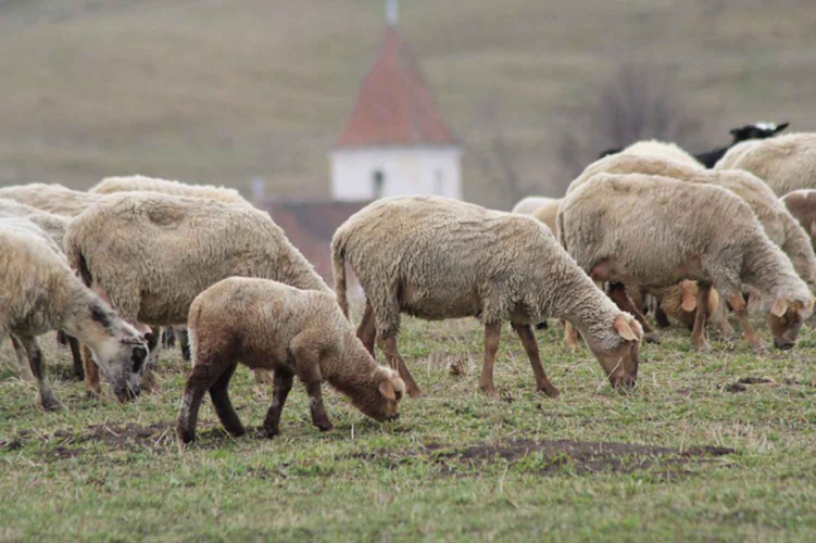 Kirchen und Schafe sind die Hauptprotagonisten Siebenbürgens (Foto © Norbert Eisner)