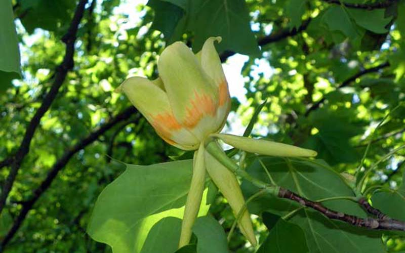 Der Tulpenbaum im Schlosspark