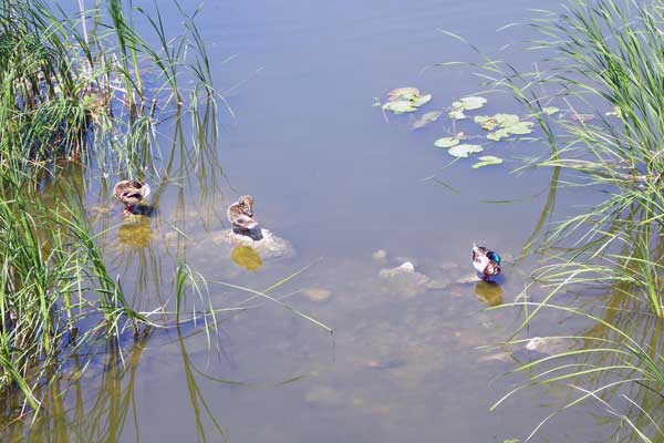 Am Kis Balaton