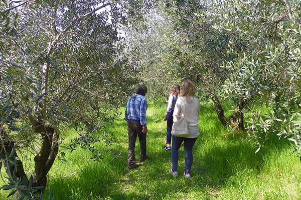 Beim Rundgang durch die Olivenbäume