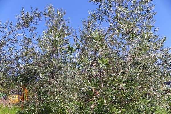 Hier wachsen Olivenbäume verschiedener Sorten