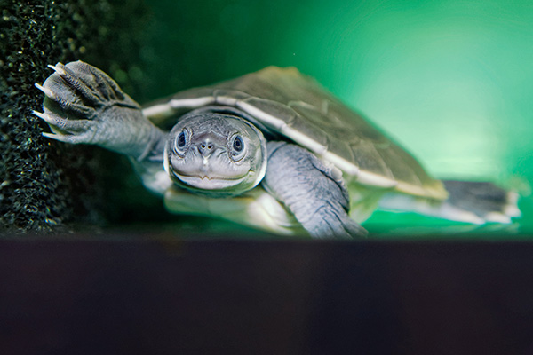 Die Batagur-Flussschildkröte (Foto © Norbert Potensky)