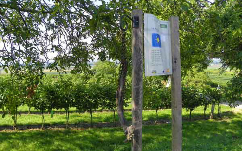 Die Rebe, die niemals irrt