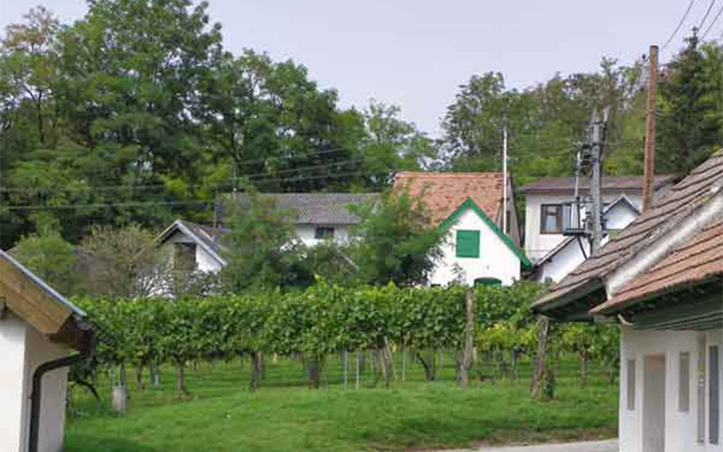 Kellergasse am Galgenberg in Wildendürnbach