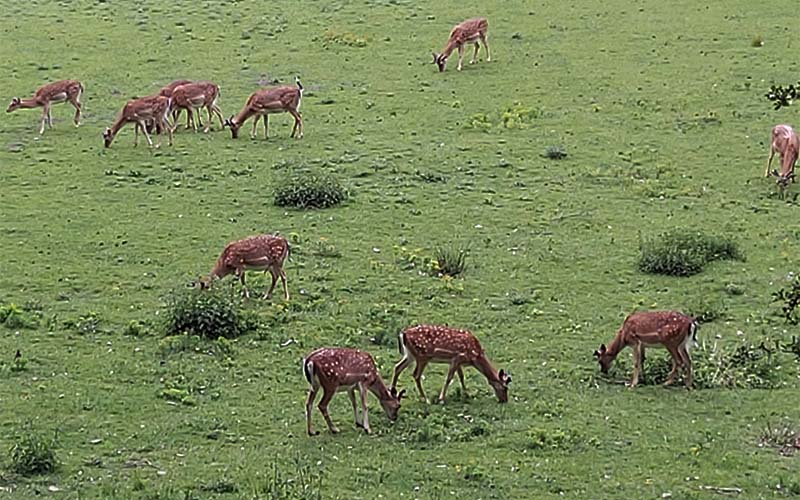 Blick ins Wildgehege