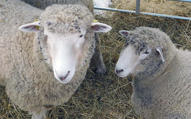 Auch Schafe und Ziegen waren ausgestellt