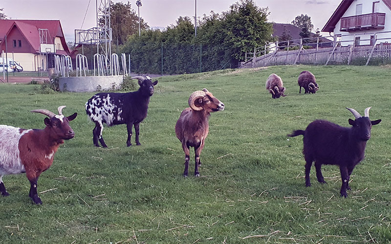 Farm Agnes35