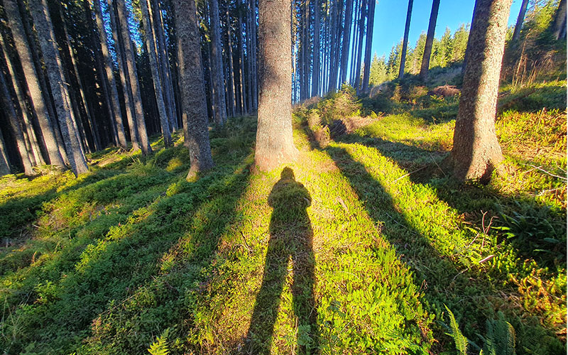 Im Wald