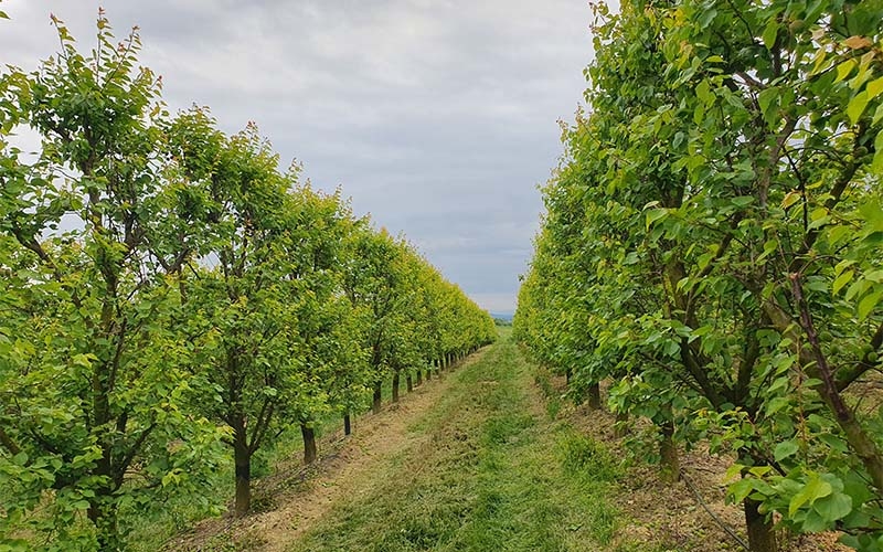 Der "Marillengarten" der Familie Schreiber