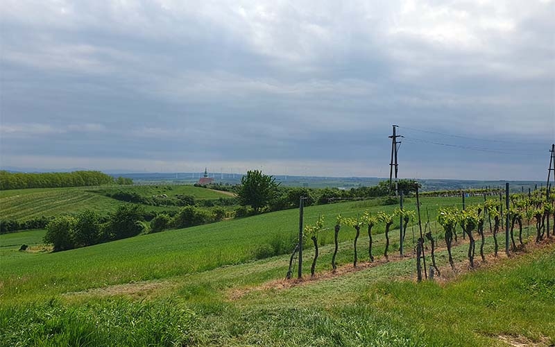 Das Weinviertel ist ganz schön hügelig