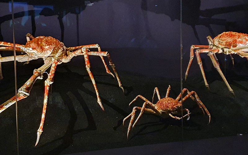 Die japanischen Riesenspinnen