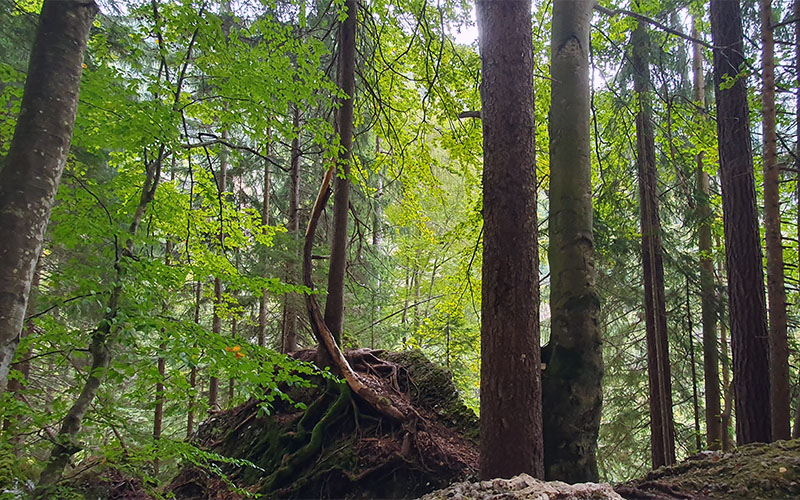 Beim Wasserfall