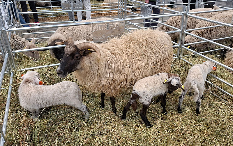 Zu vieles Streicheln war nicht erwünscht