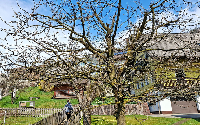 Der Pfad zum Bienenhaus in Žirovnica