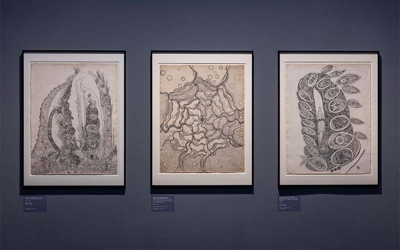 Blick in die Ausstellung (Foto © NÖ Museum Betrieb GmbH, Theo Kust)