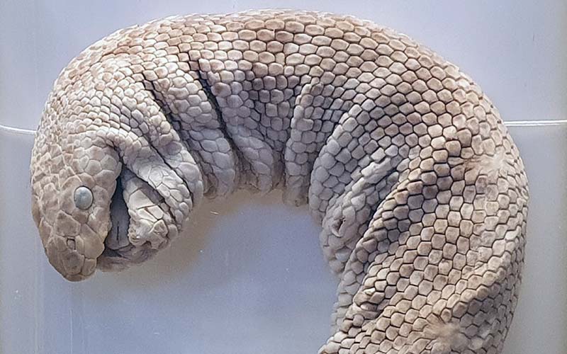 Moräne