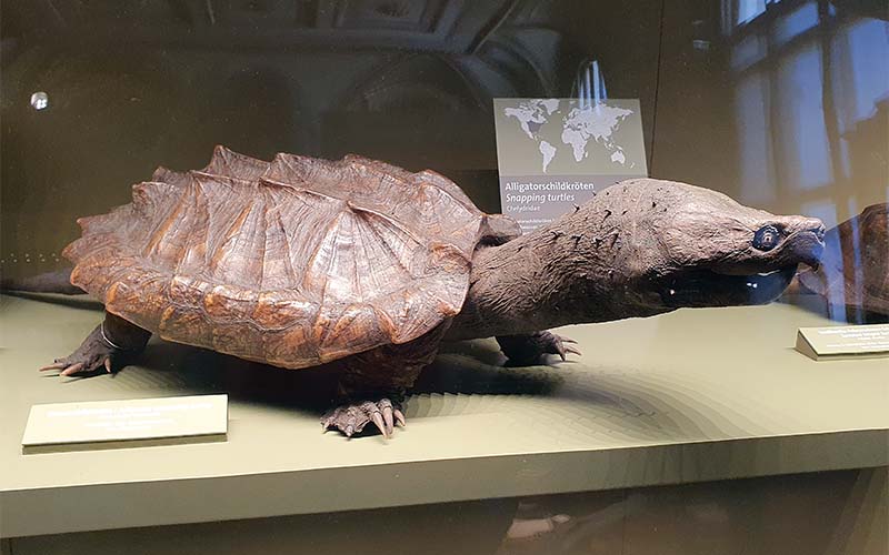 Interessante Schildkröte