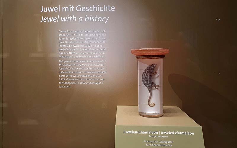 Ein Highlight - das Chamäleon von Ida Pfeiffer
