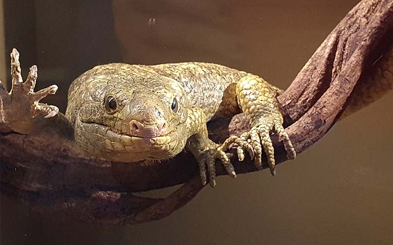 Reptil