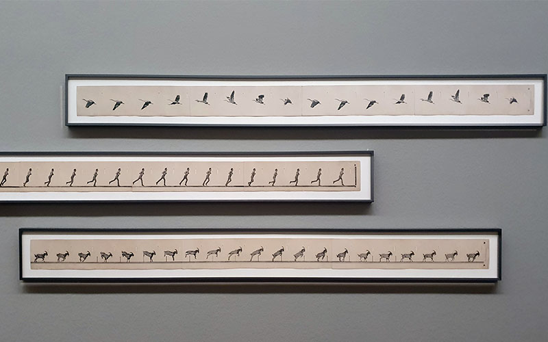 Als die Bilder laufen lernten