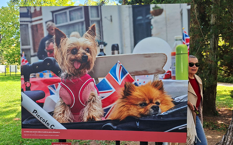 Dieses Mal keine Corgis