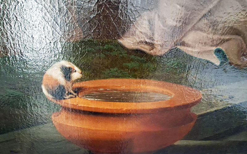 Nur ein Bilddetail, aber ein wichtiges: Das Meerschweinchen