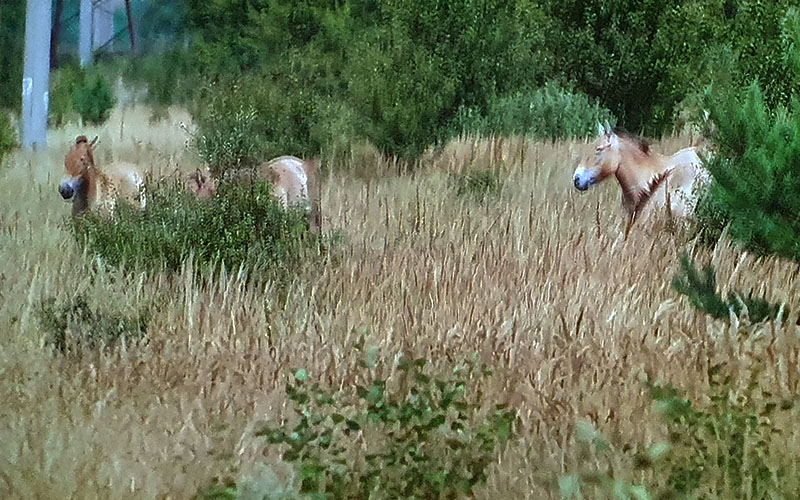 Auch Pferde wohnen in der Schutzzone um Tschernobyl