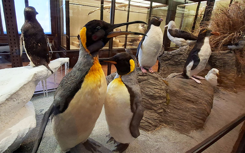 Auch hier beliebte Stars: Die Pinguine
