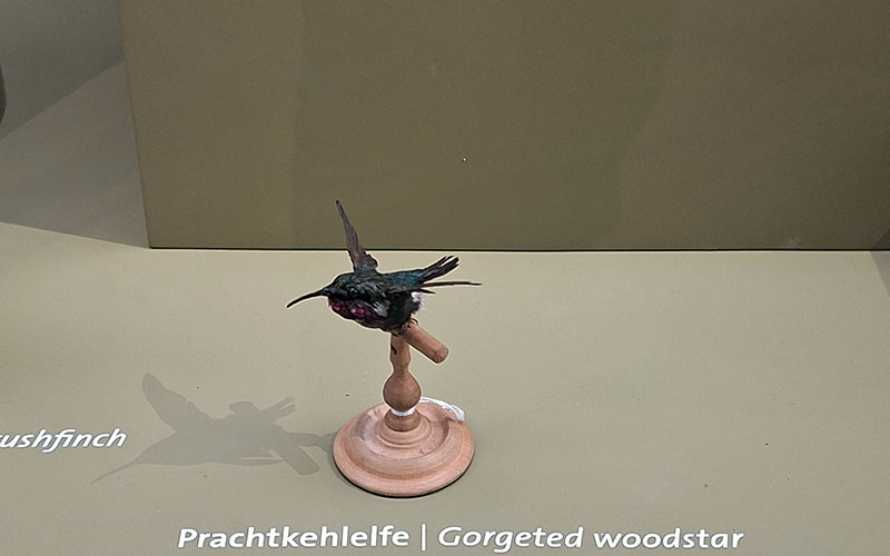 Ein Mini-Piepmatz