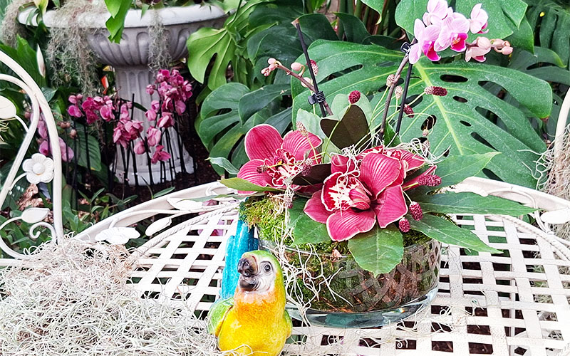 Orchideenausstellung in Hirschstetten