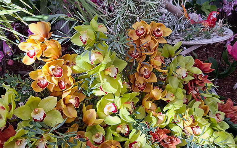 Orchideenausstellung in Hirschstetten