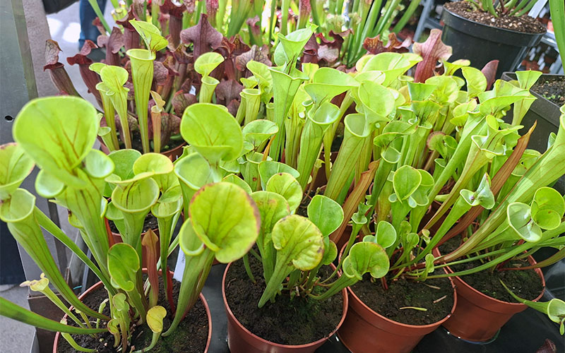 Ob sie wirklich Wespen fressen wenn sie groß sind?