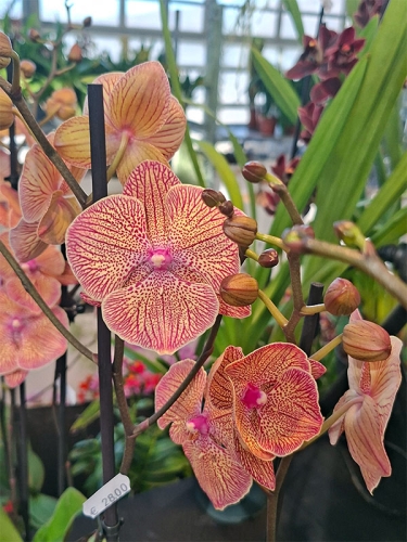 Orchideen53