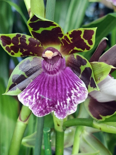 Orchideen61