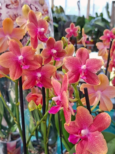 Orchideen76