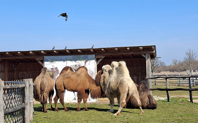 Auch die Wüstentiere haben die warmen Sonnenstrahlen genossen
