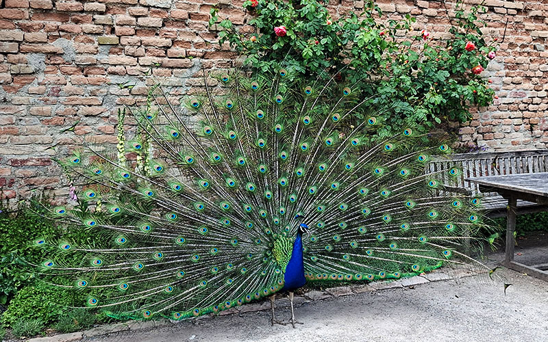 Auch ein Pfau begrüßte uns mit seinem wunderschönen Rad
