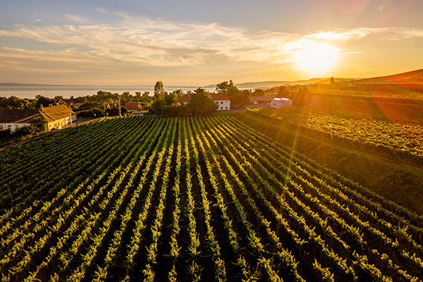 Weinregion Badacsony (Foto © Ungarisches Tourismusamt)