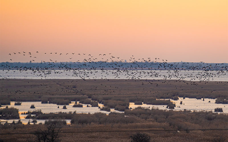 Nationalpark Neusiedler See-Seewinkel (Foto © Burgenland Tourismus, Birgit Ehrenreich)