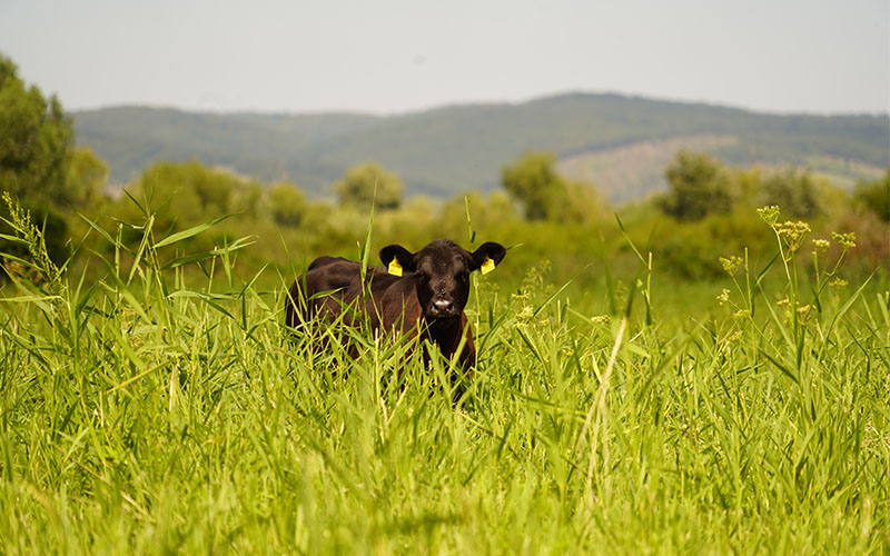 Pannatura (Foto © Katrin Zeleny)
