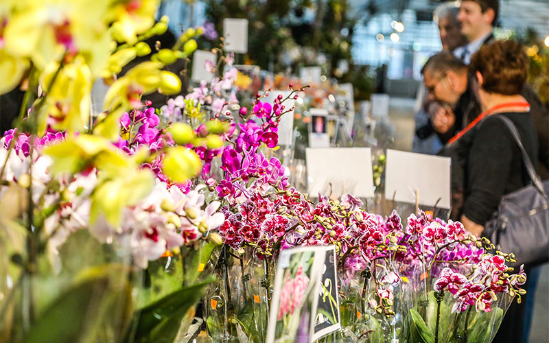 Internationale Orchideenausstellung in den Blumengärten Hirschstetten (Foto © Stadt Wien, Fürthner)