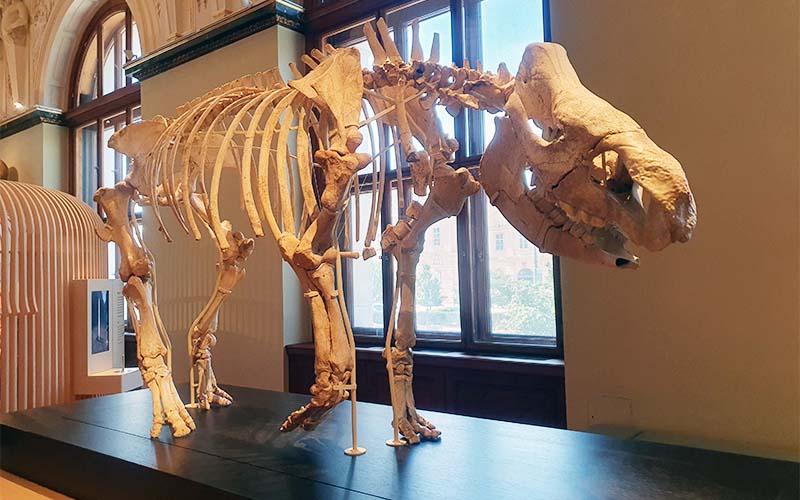 Das Hundsheimer Nashorn (Foto © NHM Wien, Wilhelm Bauer-Thell)