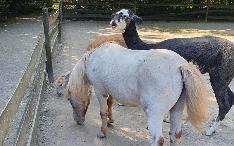 Auch die Alpakas möchten gefüttert werden