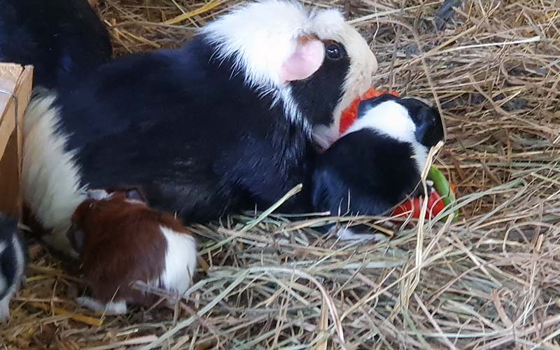Die Meerschweinchen haben gerade Nachwuchs