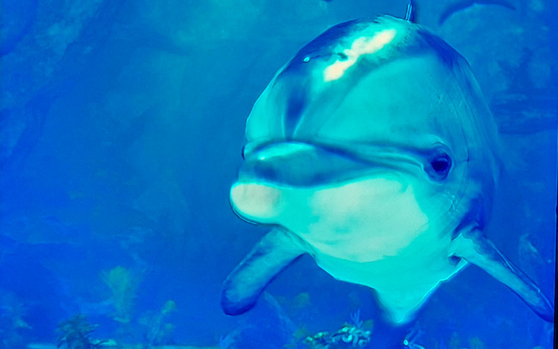 Ein störrischer Delphin
