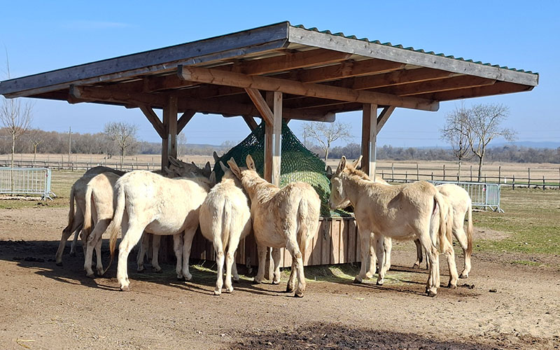 Die weißen Barockesel