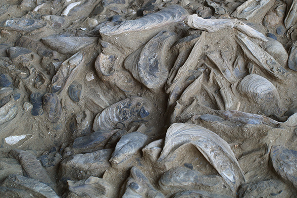 Blick auf das Austernriff (Foto © Fossilienwelt)