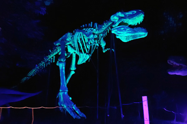 Im Dunklen leuchtet das Skelett des T-Rex