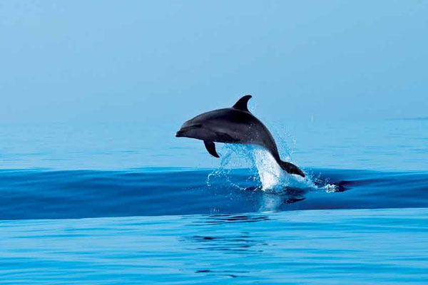 Die Delphine von Lošinj (Foto © Tourismus Lošinj)